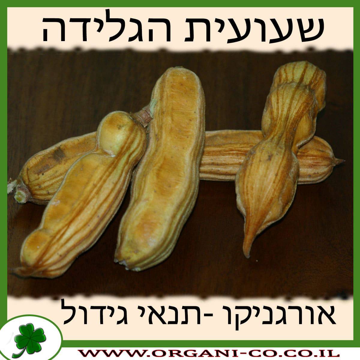 שעועית הגלידה גידול צמח