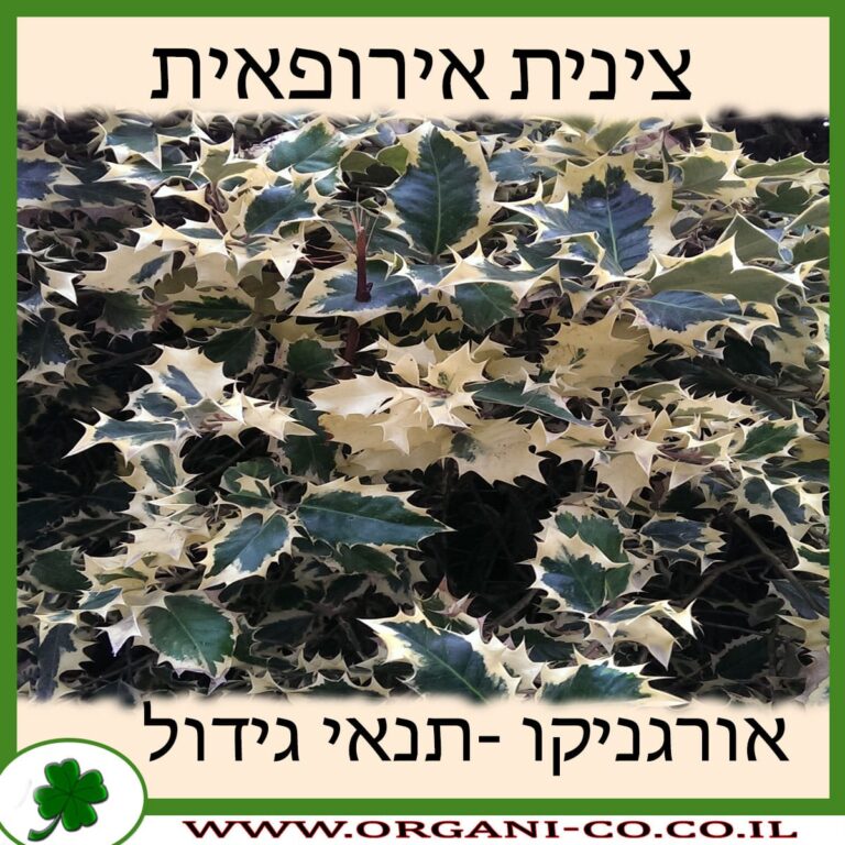 צינית אירופאית צינית אירופאית
