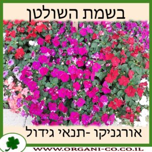 בשמת השולטן