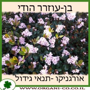 בן-עוזרר הודי