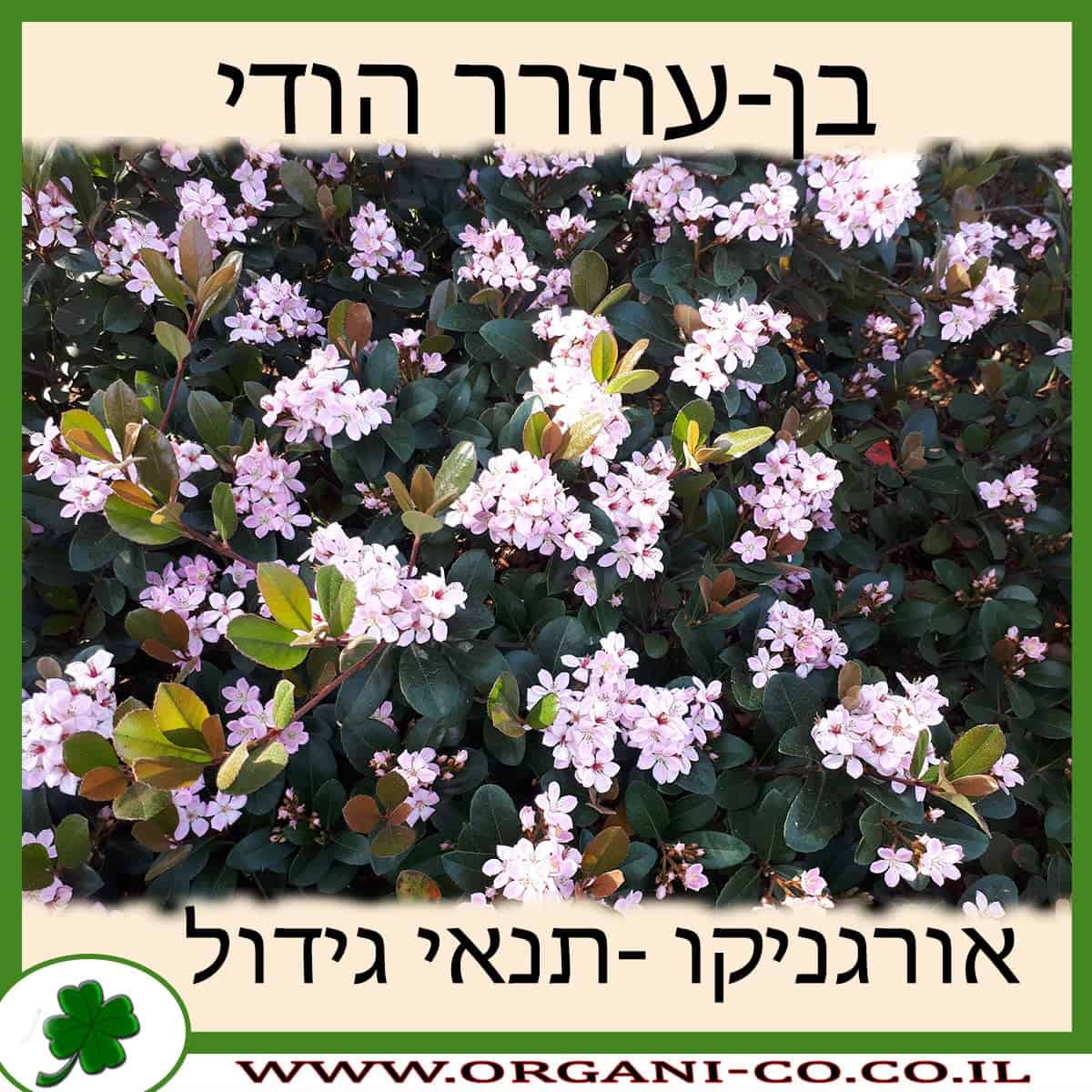 בן-עוזרר הודי