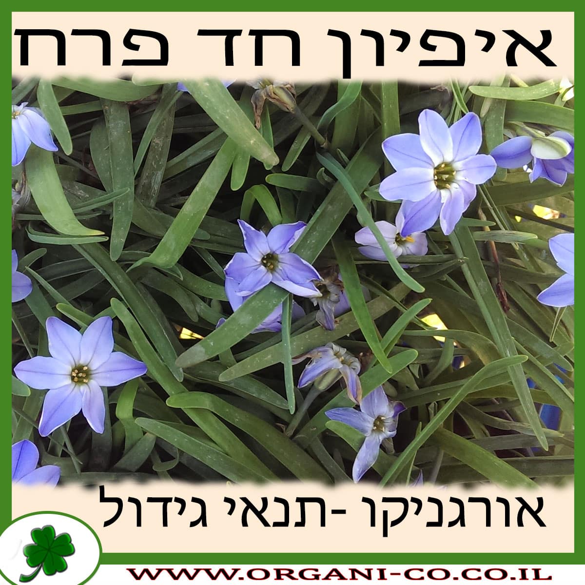 איפיון חד פרח גידול צמח
