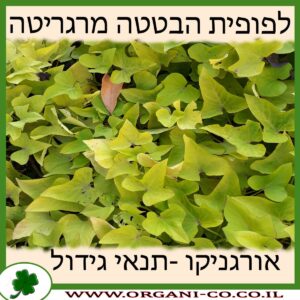 לפופית הבטטה מרגריטה