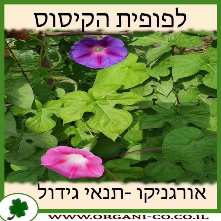לפופית הקיסוס