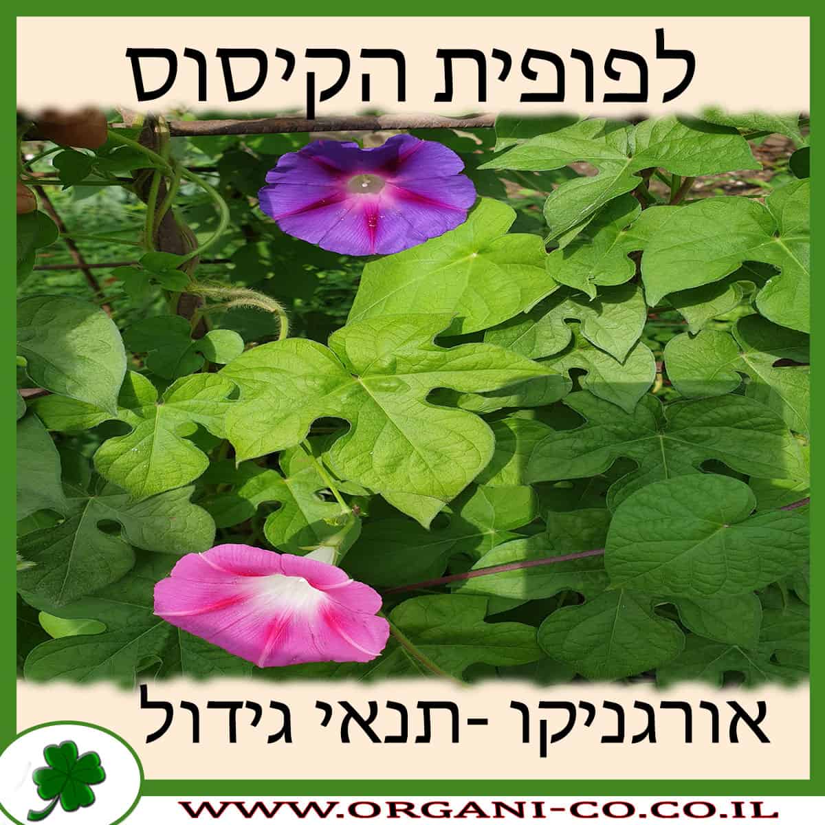 לפופית הקיסוס