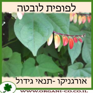 לפופית לובטה