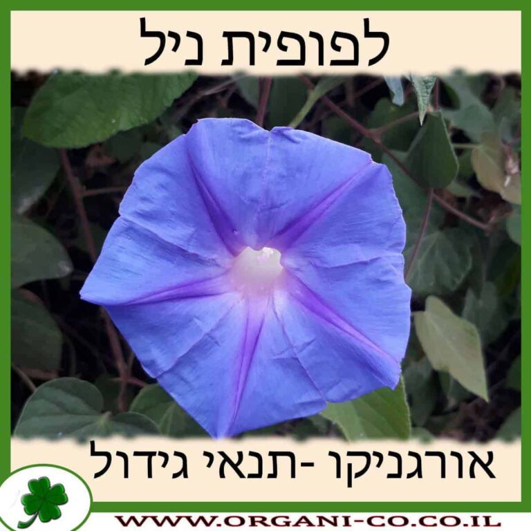 לפופית ניל