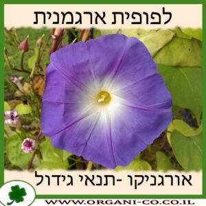 לפופית ארגמנית