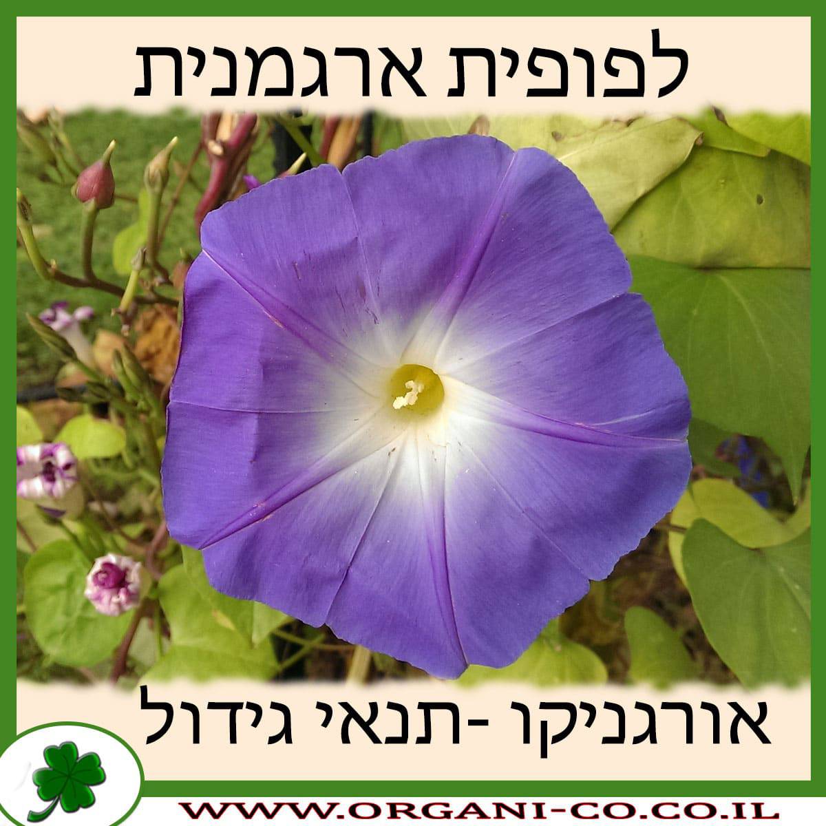 לפופית ארגמנית