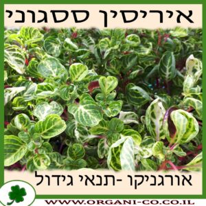 איריסין ססגוני גידול צמח