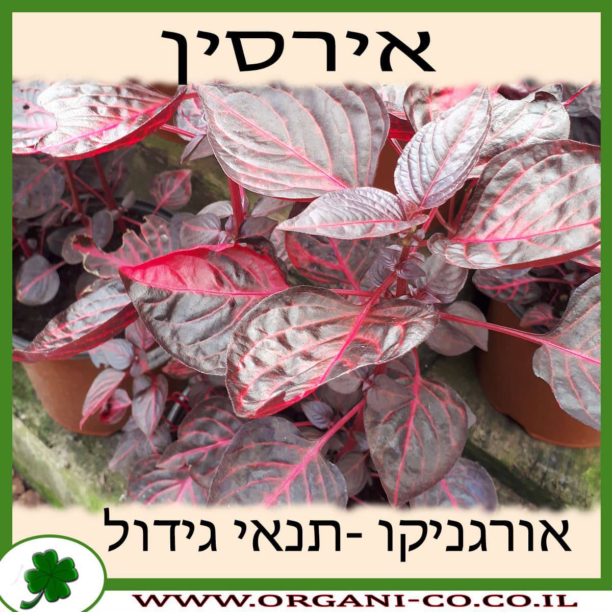 אירסין גידול צמח