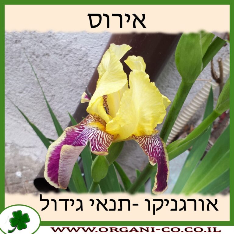 אירוס אירוס