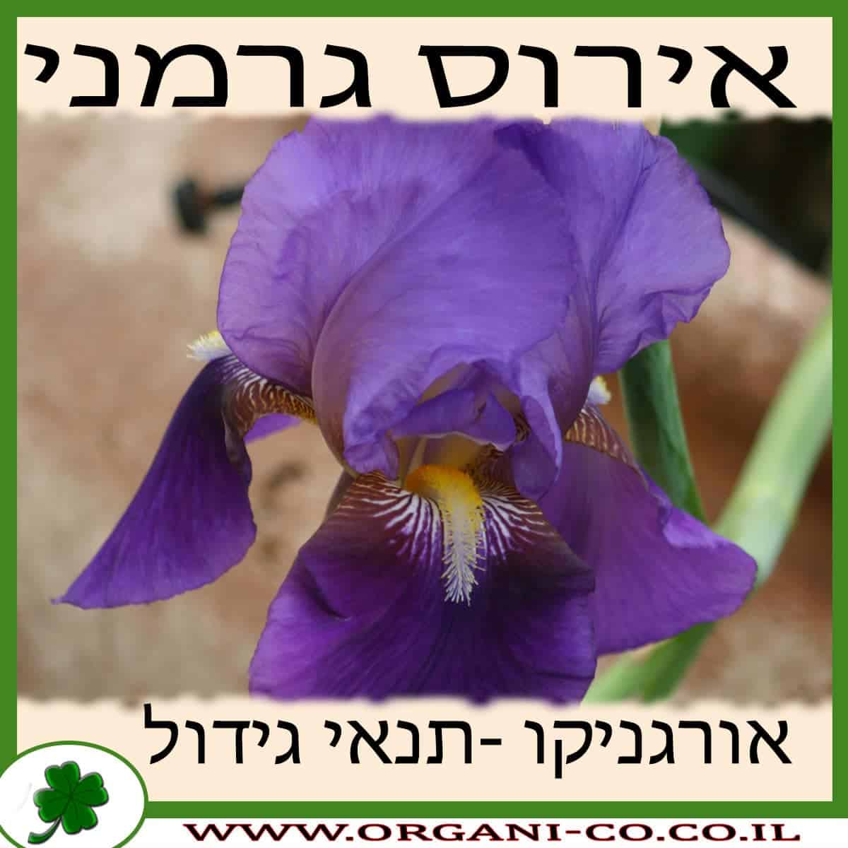 אירוס גרמני גידול צמח