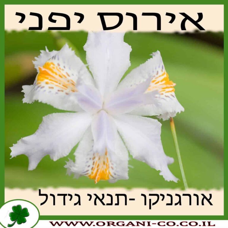 אירוס יפני אירוס יפני גידול צמח