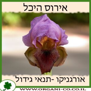 אירוס הולנדי