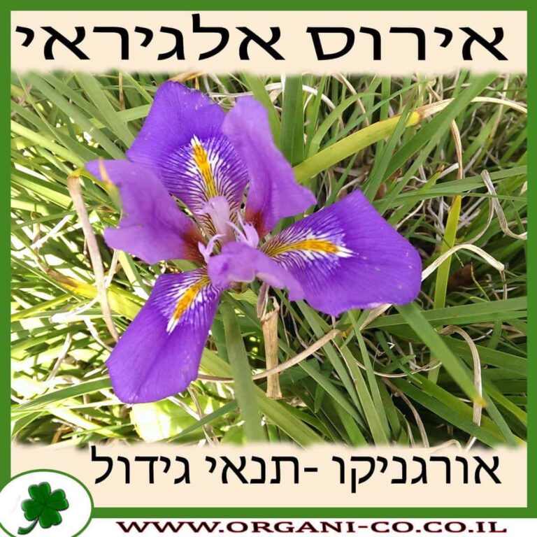 אירוס אלג'ירי (כרתי) אירוס אלגיראי (כרתי) גידול צמח