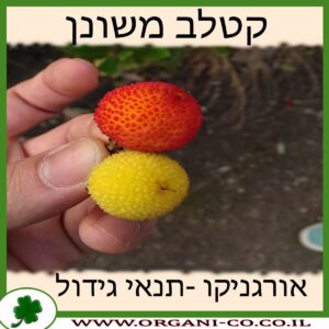 קטלב משונן גידול צמח