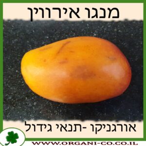 מנגו אירווין