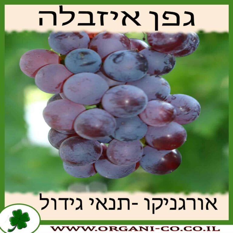 גפן איזבלה גפן איזבלה גידול צמח