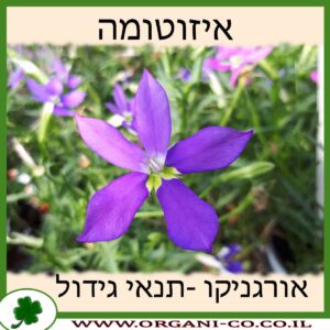 איזוטומה