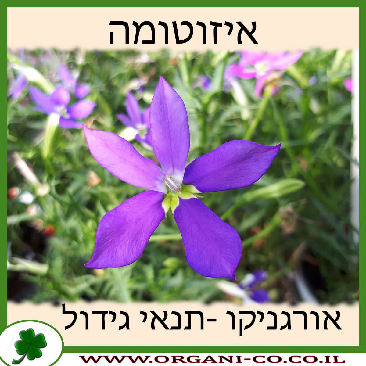 איזוטומה