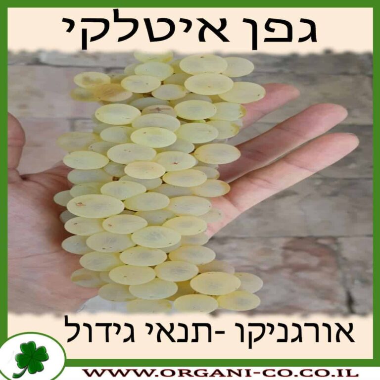 גפן איטלקי גפן איטלקי גידול צמח