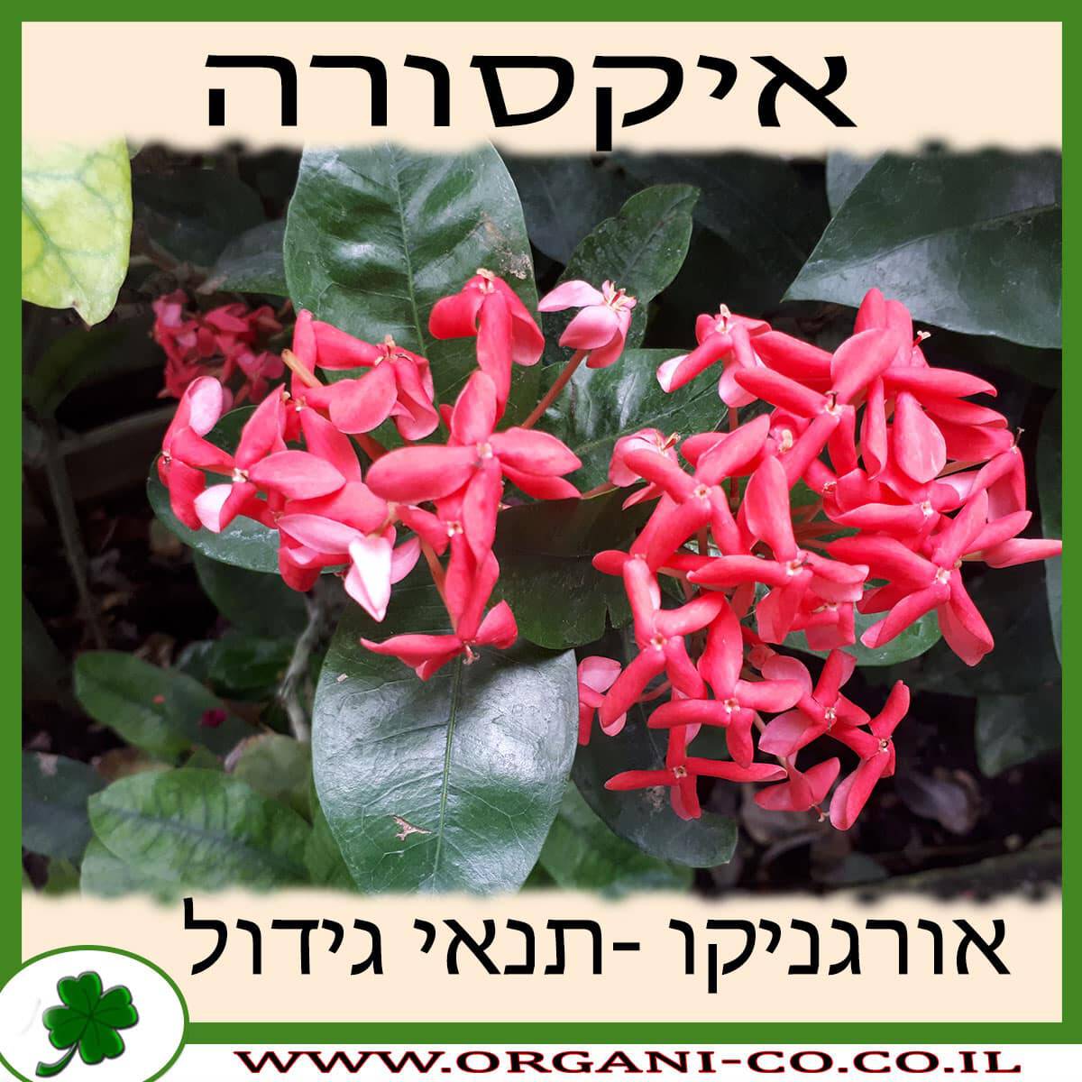 איקסורה גידול צמח