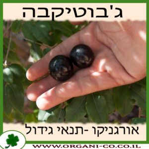 ג'בוטיקבה גידול צמח