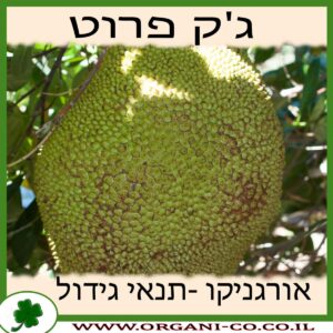 ג'ק פרוט גידול צמח