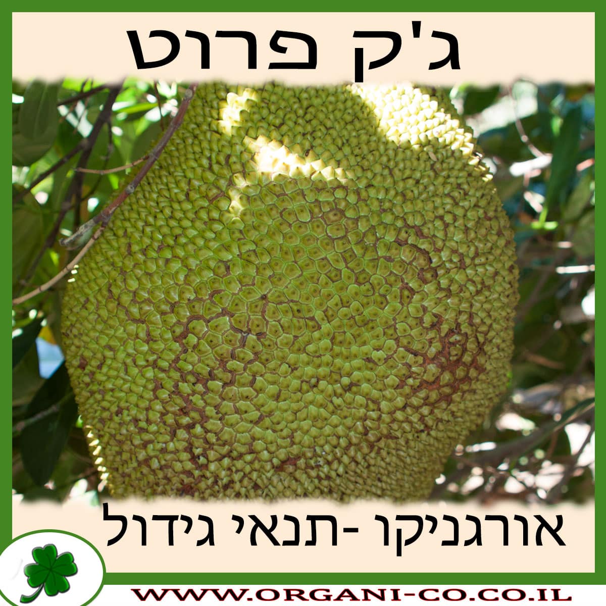 ג'ק פרוט גידול צמח