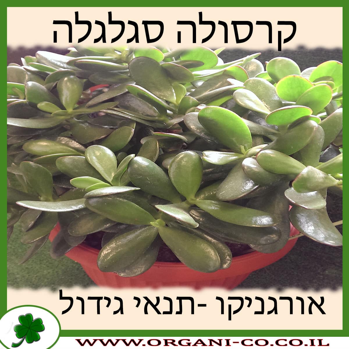 קרסולה סגלגלה