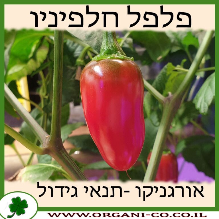 פלפל חלפיניו פלפל חלפיניו גידול צמח