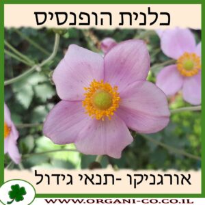 כלנית הופנסיס