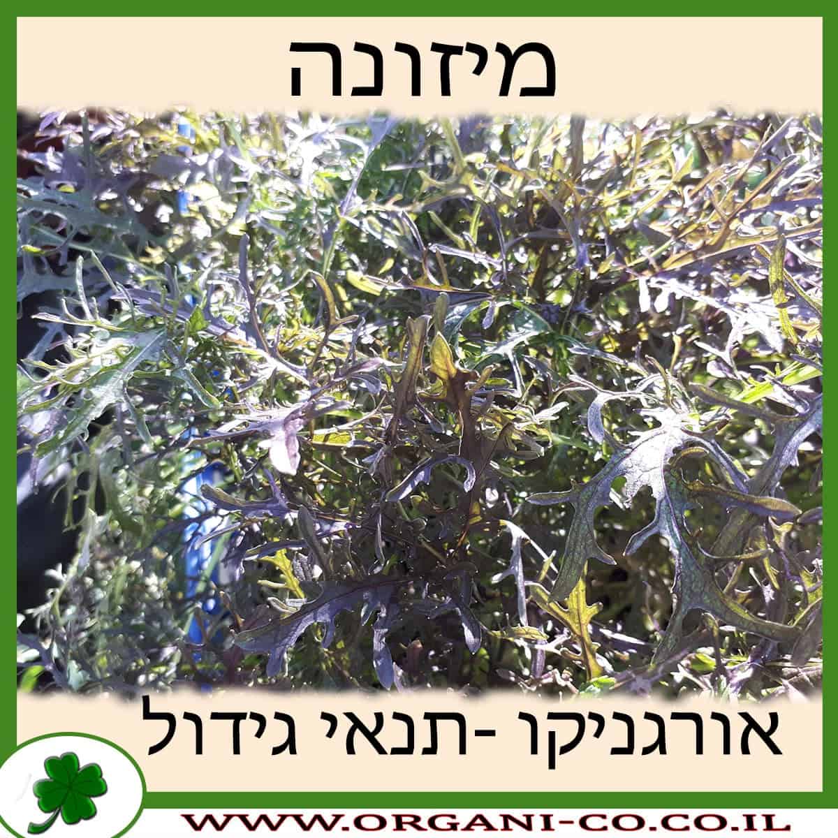 מיזונה גידול צמח