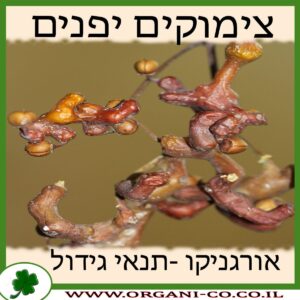 צימוקים יפנים גידול צמח