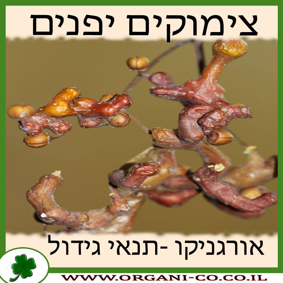 צימוקים יפנים גידול צמח