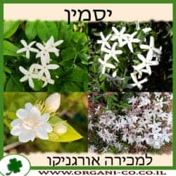 יסמין