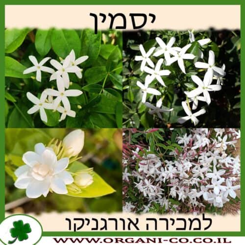 יסמין למכירה - מחיר