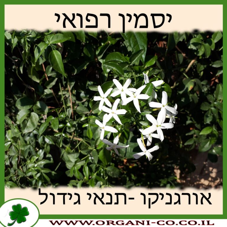 יסמין רפואי יסמין רפואי