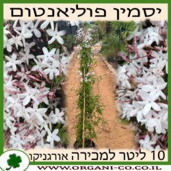 יסמין פוליאנטום 10 ליטר