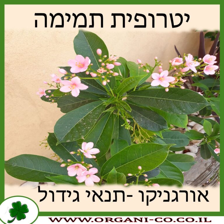 יטרופית תמימה יטרופית תמימה