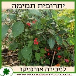 יתרופית תמימה 10 ליטר