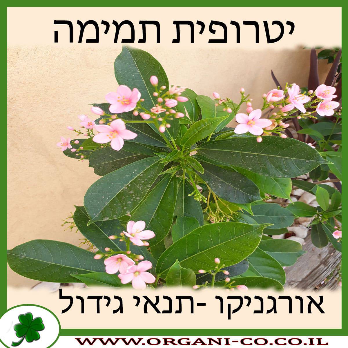 יטרופית תמימה