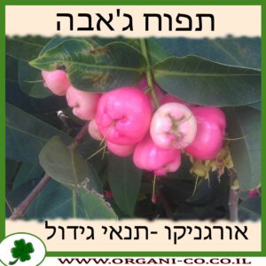 תפוח ג'אבה גידול צמח