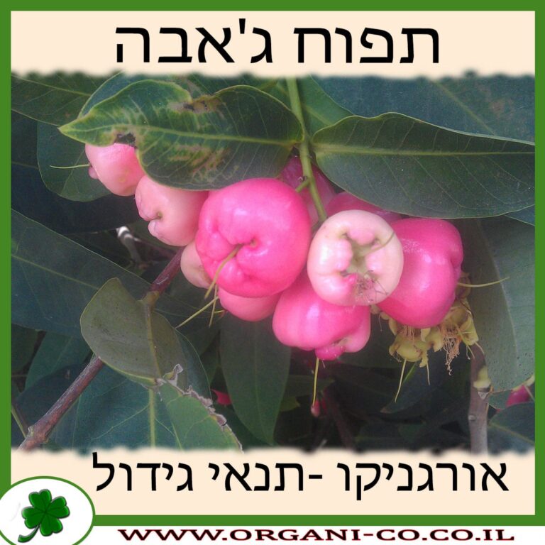 תפוח ג'אבה תפוח ג'אבה גידול צמח