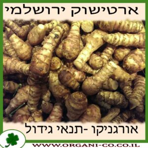 ארטישוק ירושלמי גידול צמח