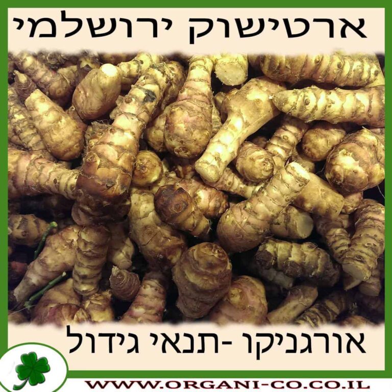 ארטישוק ירושלמי ארטישוק ירושלמי גידול צמח