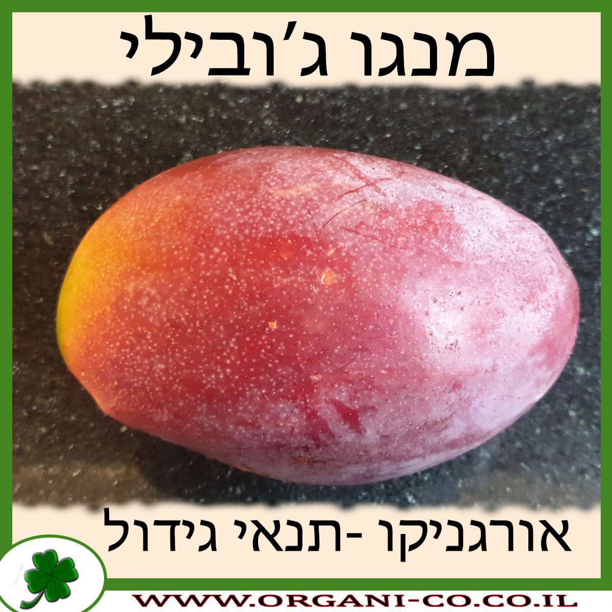 מנגו ג'ובילי