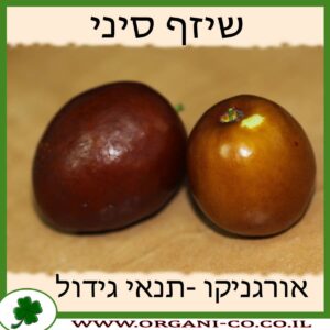 שיזף סיני גידול צמח