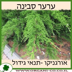 ערער סבינה